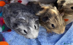 Guinea Pig rodents for sale: Beautiful Bonded Pair Guinea Pigs - Funky - Image 3