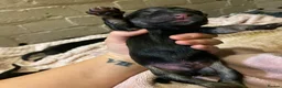 Mixed Breed dogs for sale: Rottweiler/akita / mastiff/ Serbiandefence puppies in Swadlincote - Advert 8