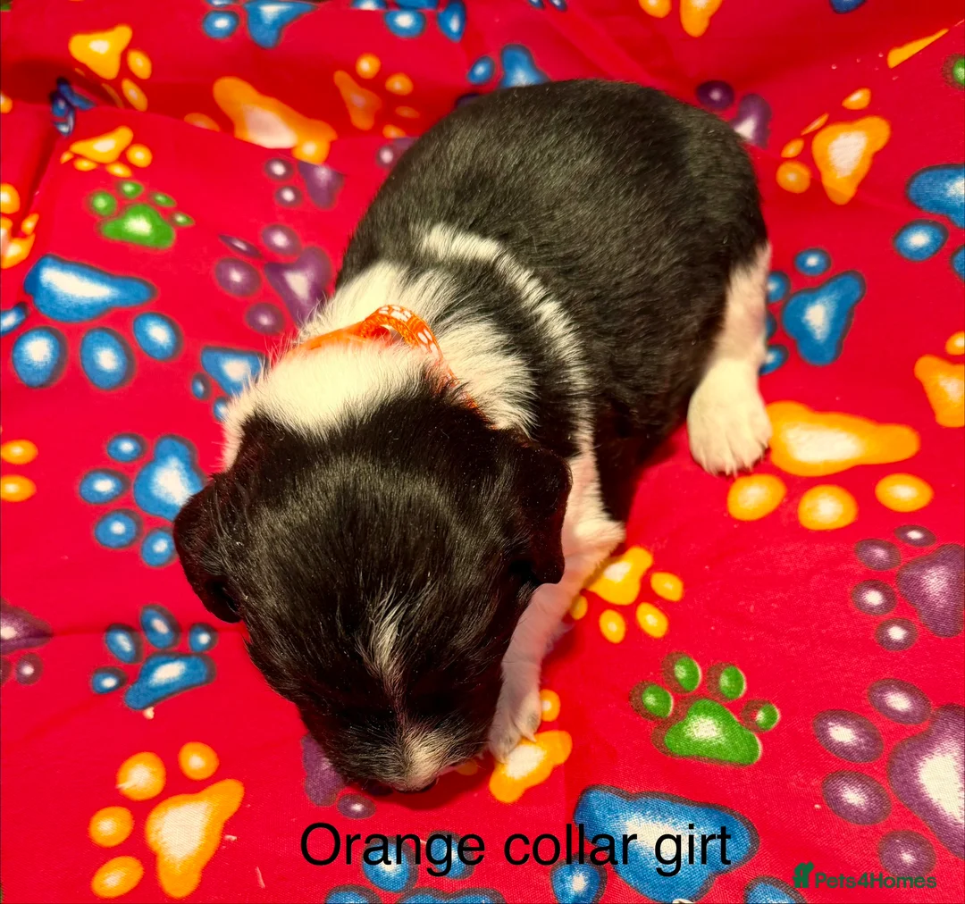 Sprollie dogs for sale: Sprollie puppies from experienced breeder - Advert 13