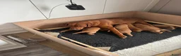 Labrador Retriever dogs for sale: KC Registered Fox Red Labrador Puppies  - Advert 1