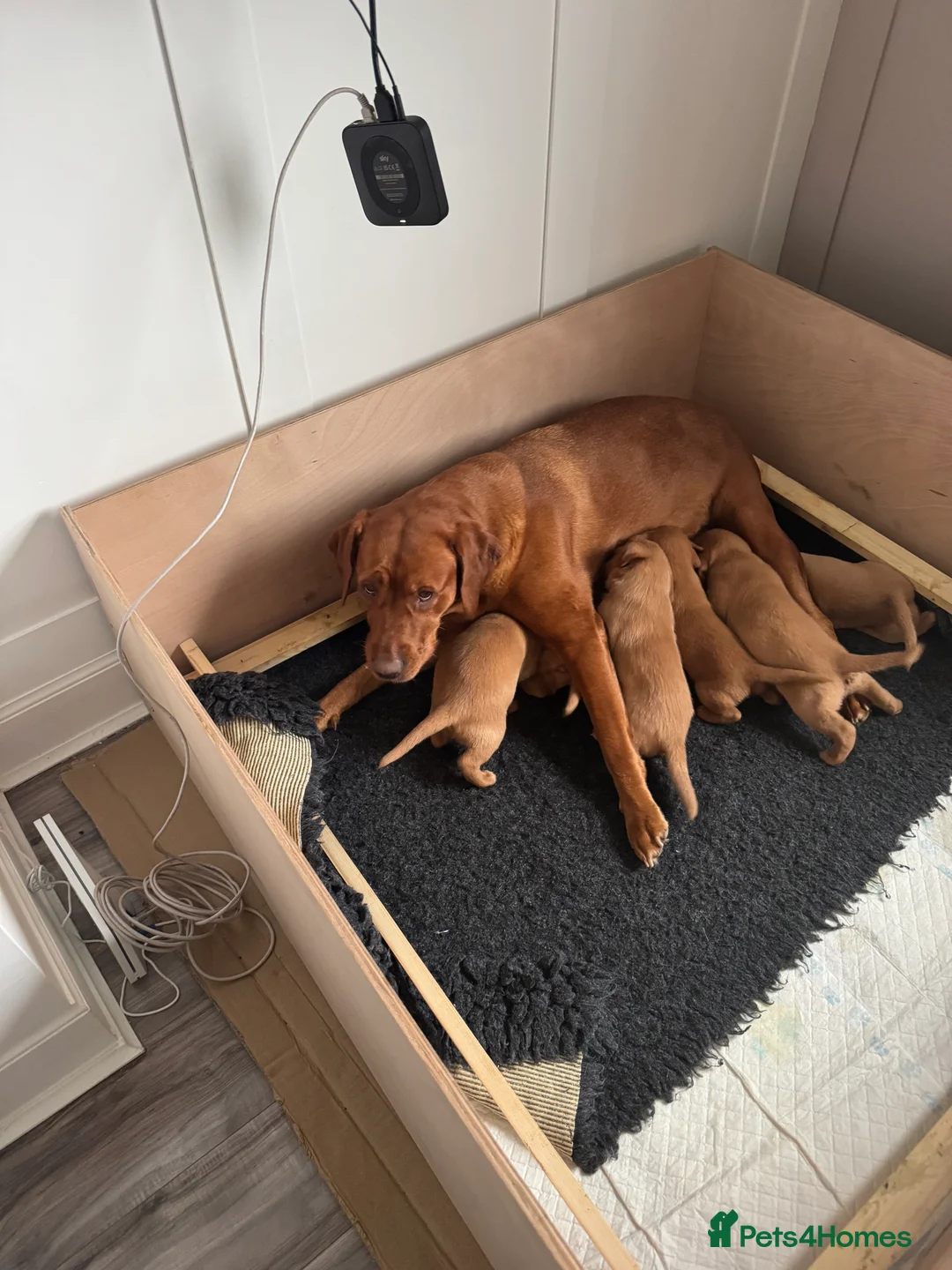 Labrador Retriever dogs for sale: KC Registered Fox Red Labrador Puppies  - Advert 1