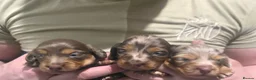 Miniature Dachshund dogs for sale: Miniature Long-Haired Dachshund isabella Puppies - Advert 2