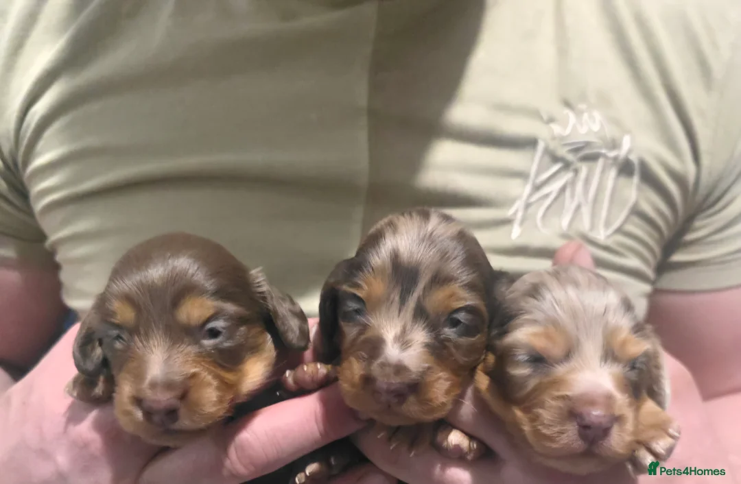 Miniature Dachshund dogs for sale: Miniature Long-Haired Dachshund isabella Puppies - Advert 2