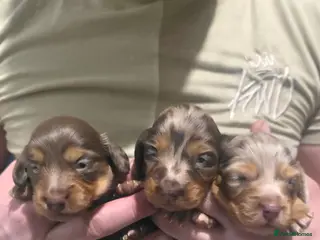 Miniature Dachshund dogs KC REG Miniature Long-Haired Dachshund isabella - Advert 4