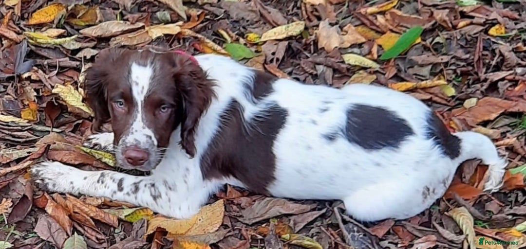 Sprocker dogs for sale: Brown Sproker Puppies Parents KC registered.  - Image 4