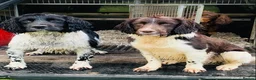 English Springer Spaniel dogs for stud: HEALTH TESTED FTCH bred springers for stud - Advert 1