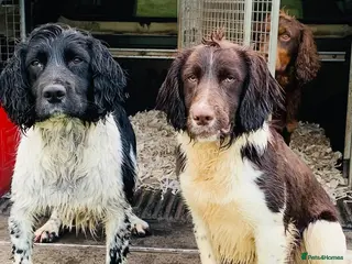 English Springer Spaniel dogs HEALTH TESTED FTCH bred springers for stud - Advert 12