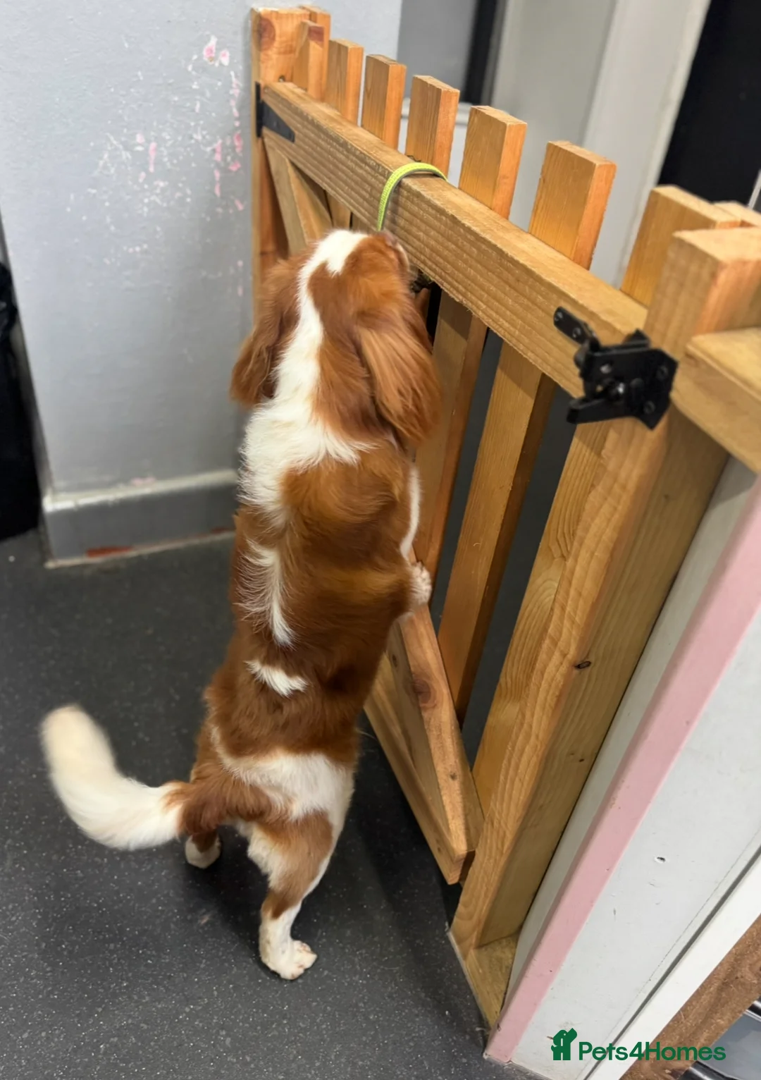 Cavalier King Charles Spaniel dogs for sale:  Blenheim chocolate male King Charles spaniel   in Preston - Advert 2