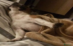 Staffordshire Bull Terrier dogs for stud: Proven Staffordshire Bull Terrier for Stud  - Image 24
