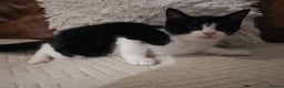 Domestic Shorthair cats for sale: Kittens for sale urgent - Advert 2