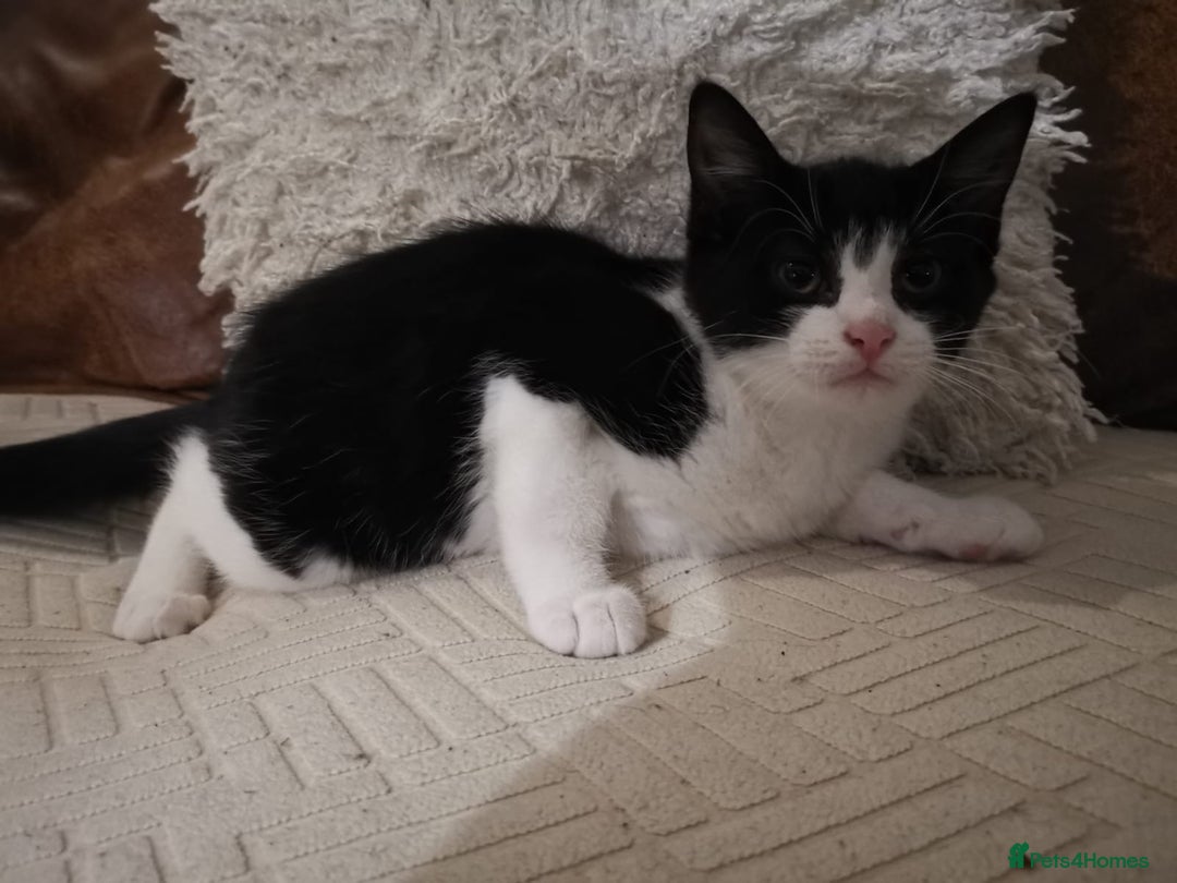 Domestic Shorthair cats for sale: Kittens for sale urgent - Advert 2
