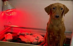Labrador Retriever dogs for sale: Labrador pups  - Image 2