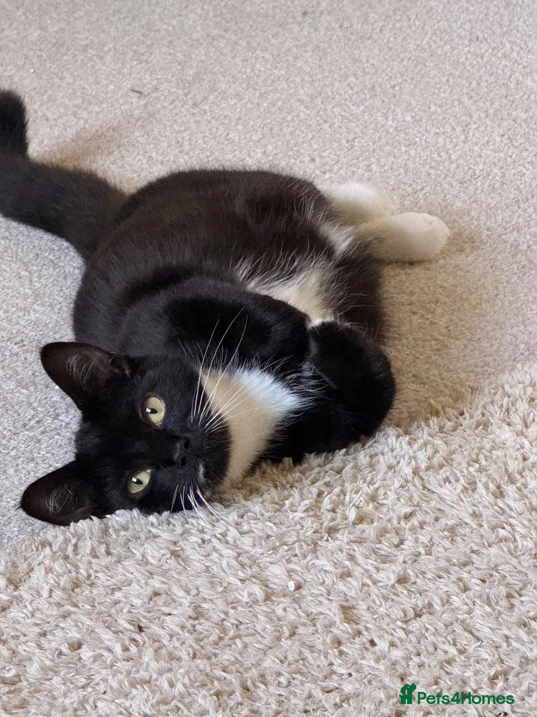 Mixed Breed cats for sale: 7 adorable kittens for sale  in Ashford - Advert 2