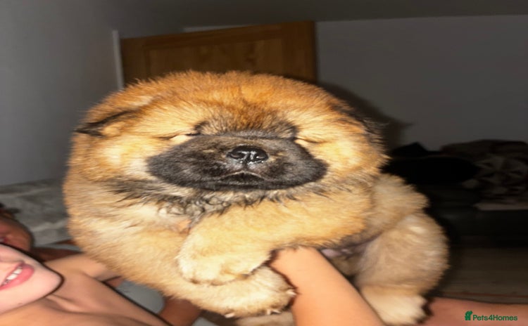 Chow Chow dogs - Advert 1