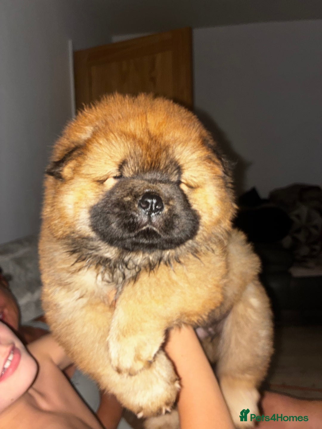 Chow Chow dogs for sale: Cinnamon Chow Chow Puppies - Image 2