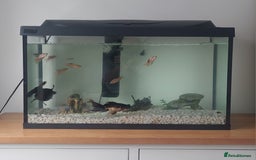 Fancy Goldfish fish for sale: black goldfish pair plus 1 X minnow 5 orange fish  - Image 1