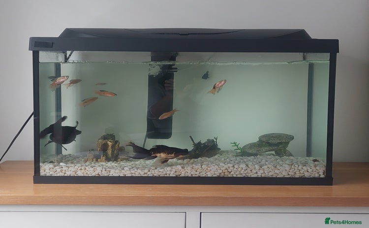 Fancy Goldfish fish - Advert 1