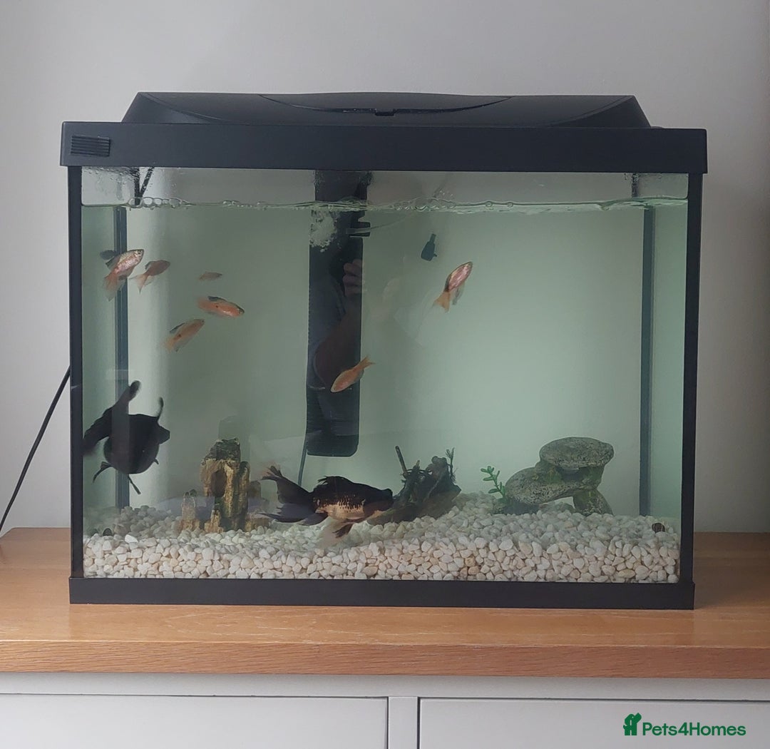 Fancy Goldfish fish for sale: black goldfish pair plus 1 X minnow 5 orange fish  - Image 1
