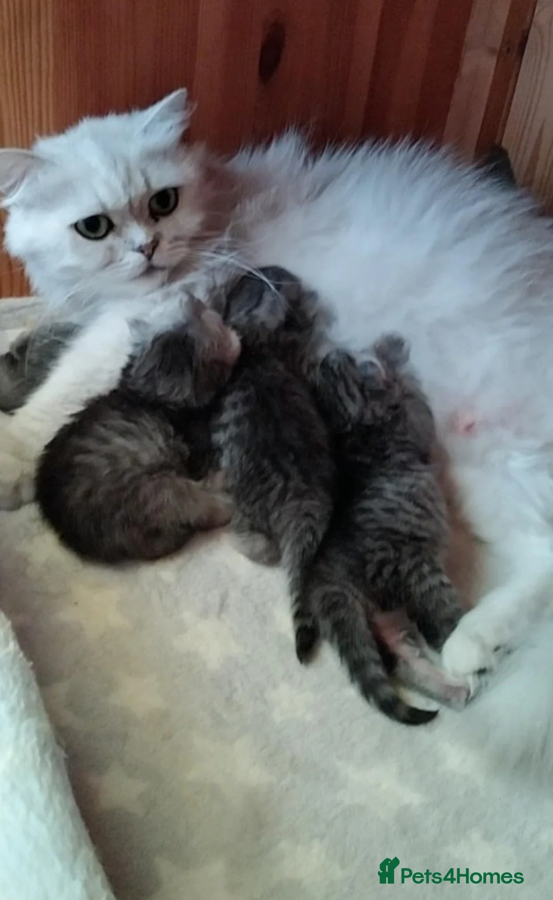 Scottish Fold cats for sale: Scottish fold kittens ❤️ - Advert 15