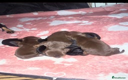 Dachshund dogs for sale: Exceptional Litter Puppies Boys & Girls Available - Image 2