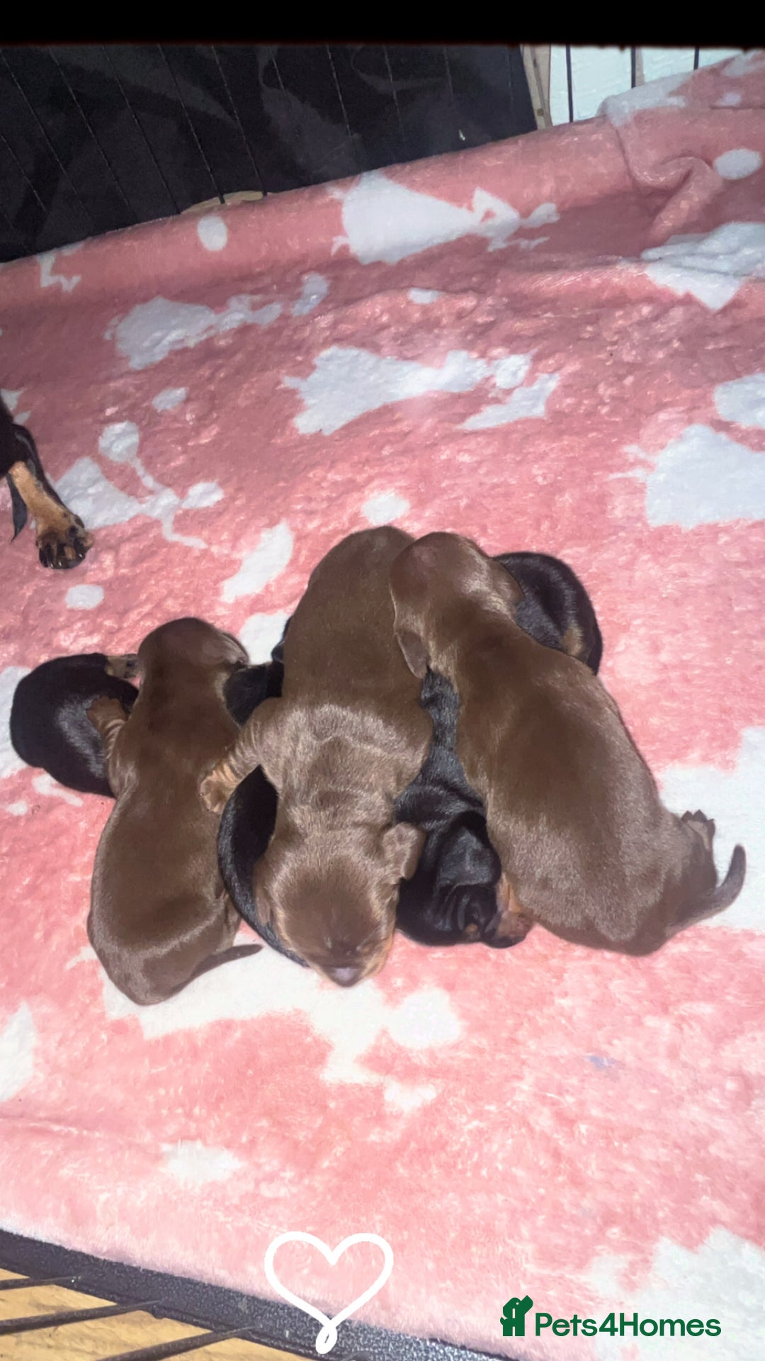 Dachshund dogs for sale: Exceptional Litter Puppies Boys & Girls Available - Image 2