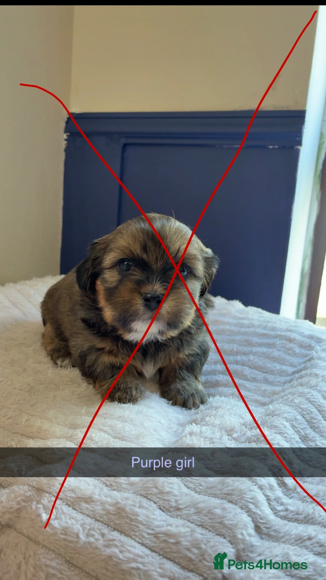 Shihpoo dogs for sale: Shihpoo puppies - Advert 2