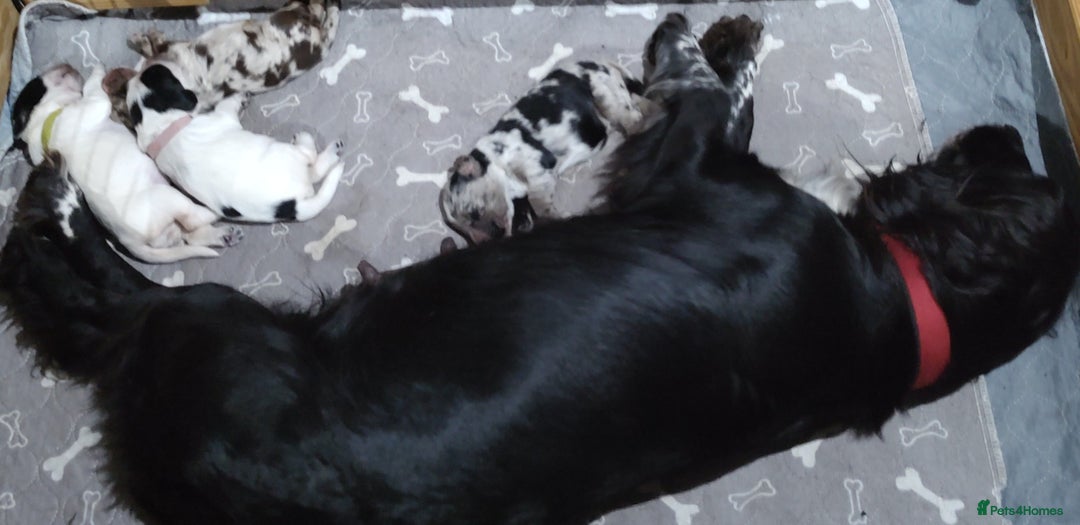 Sprocker dogs for sale: STRIKING SPROCKER SPANIEL PUPPIES  - Image 20