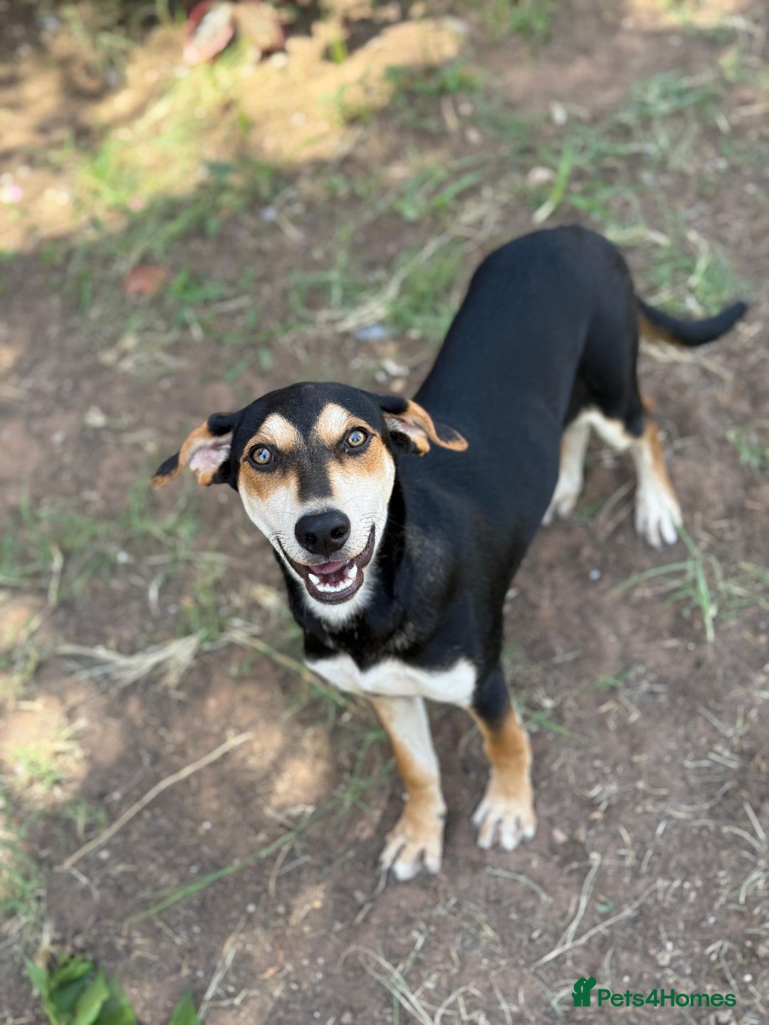 Mixed Breed dogs for sale: Mixed breed - Image 20