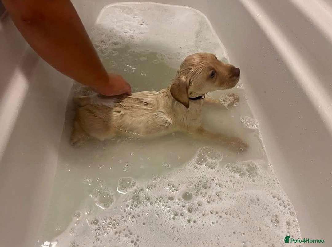 Labrador Retriever dogs for sale: Labrador puppies  - Image 4