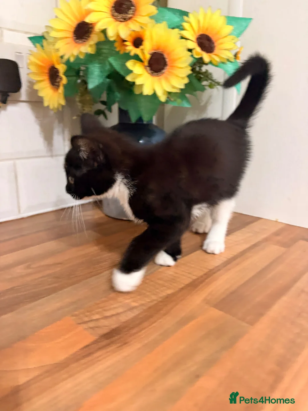 British Shorthair cats for sale: to a loving home! - Advert 4