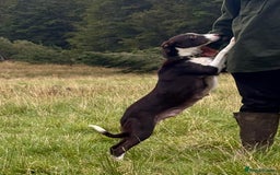 Border Collie dogs for sale: Stunning Merle Border Collie puppies.  - Image 16