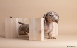 Miniature Dachshund dogs for sale: KC REG Miniature DACHSHUND - GIRL - Image 2