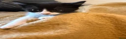 Mixed Breed cats for sale: Beautiful kittens looking for their forever homes - Advert 7