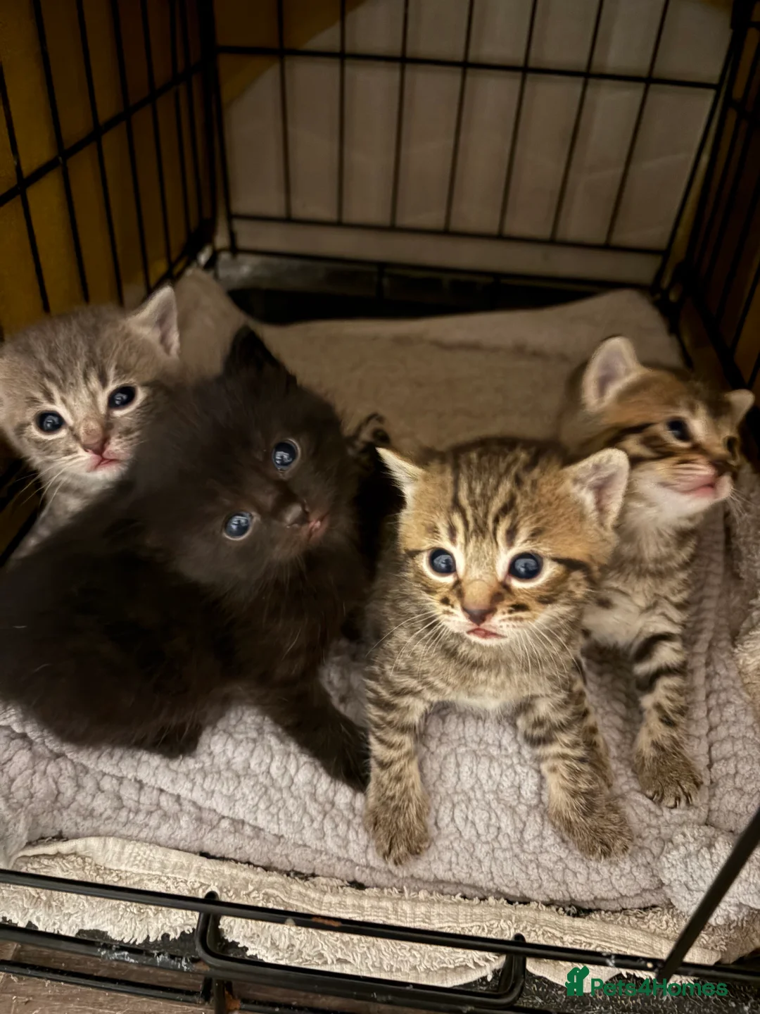 Mixed Breed cats for sale: 2 female kittens 9 weeks old  - Advert 1