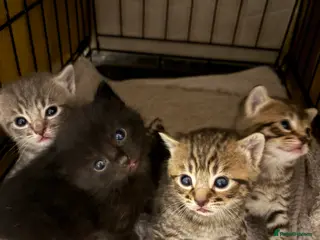 Mixed Breed cats 2 female kittens 9 weeks old - Advert 4