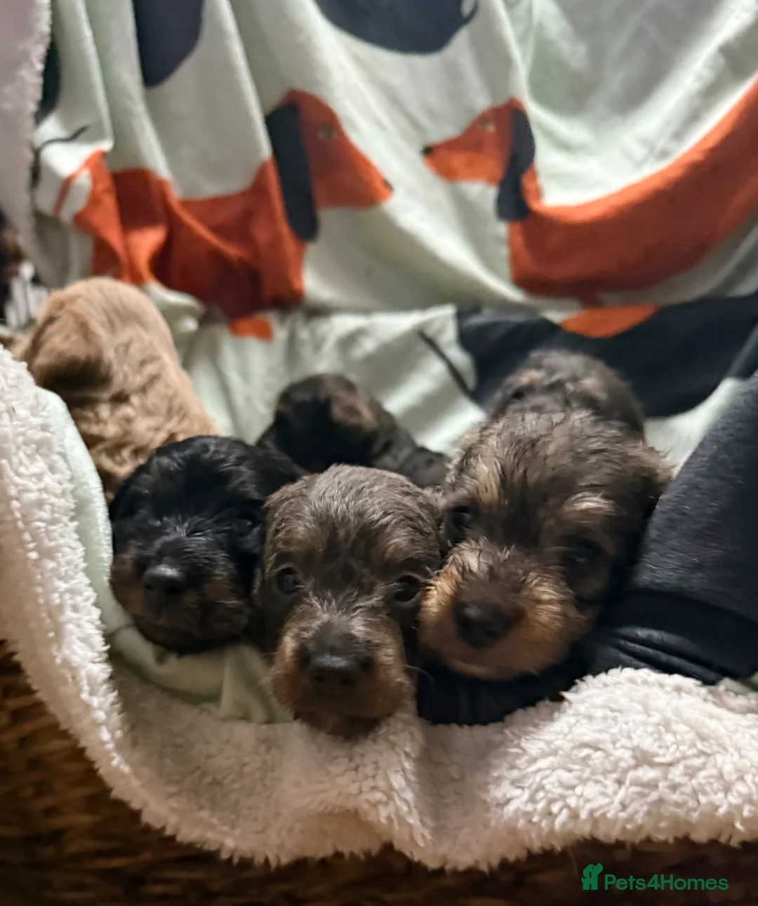Doxiepoo dogs for sale: Daxipoo pups Dachshund x Toy Poodle - Advert 2