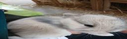 Mini Lop rabbits for sale: Beautiful MiniLop Bunnies - Advert 6