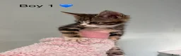 Mixed Breed cats for sale: Mainecoon X kittens  - Advert 2