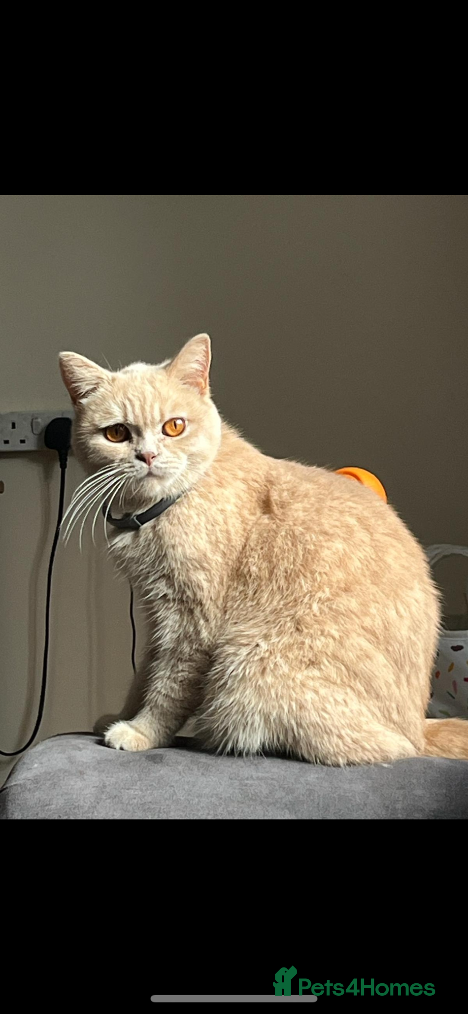 British Shorthair cats British shorthair  - Advert 3