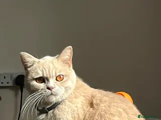 British Shorthair cats British shorthair - Advert 3