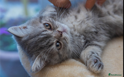 Exotic cats for sale: Exotic Kitten 1 - Pure breed beautiful chunky boy Exotic - Image 1