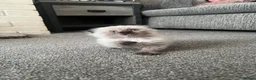 Ragdoll cats for sale: Ragdoll x Scottish fold  in Farnborough - Advert 2