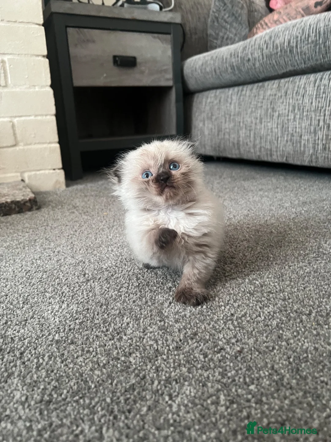 Ragdoll cats for sale: Ragdoll x Scottish fold  in Farnborough - Advert 2