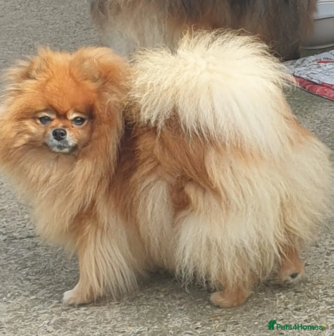 Pomeranian dogs for sale: Ready to go Excellent Pomeranian - Advert 37