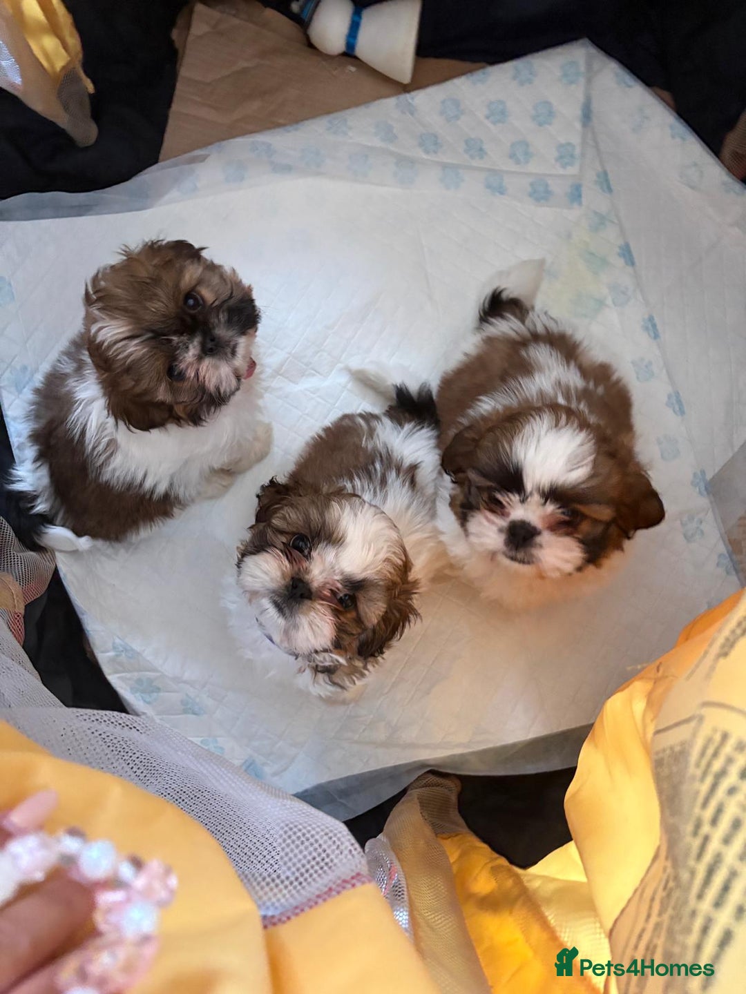 Shih Tzu dogs for sale: 3 lovely girl shih tzu puppies  - Advert 1