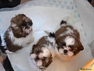 Shih Tzu dogs 3 lovely girl shih tzu puppies - Advert 4