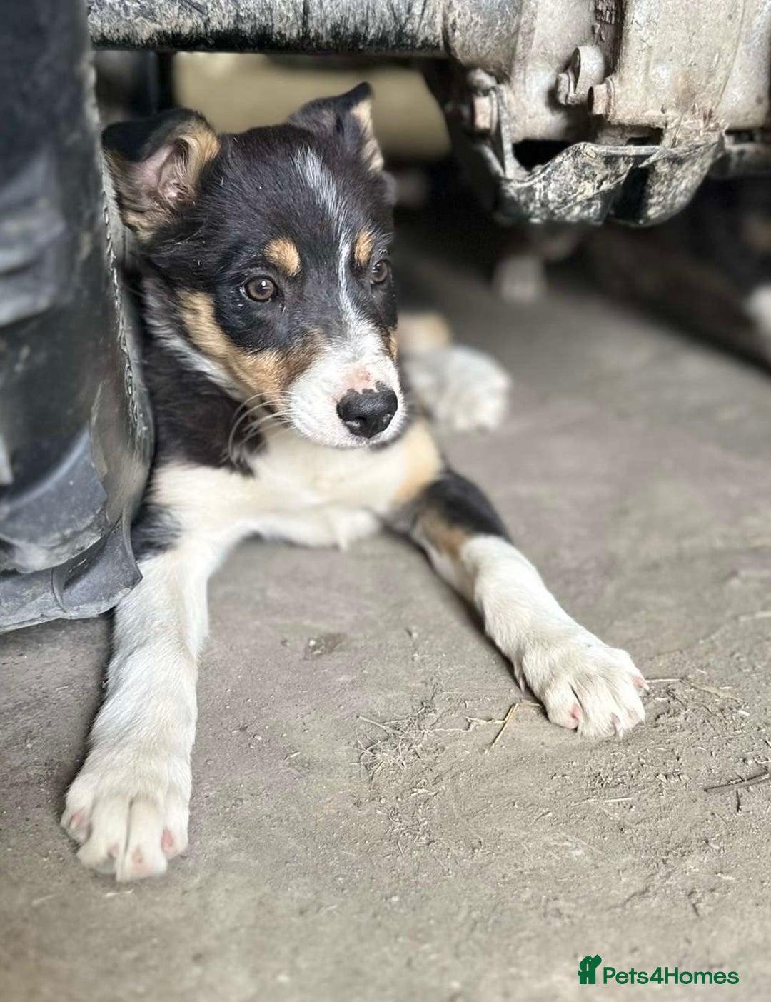 Border Collie dogs for sale: 2 female border collies puppies - Image 2