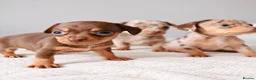 Chihuahua dogs for sale: Chiweenies *Stunning Tiny*  – Cosmo × Jimmy Choo - Advert 5