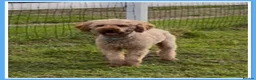Miniature Poodle dogs for stud: 💙 PADDINGTON 💙STUNNING WELL PROVEN STUD 💙 - Advert 3