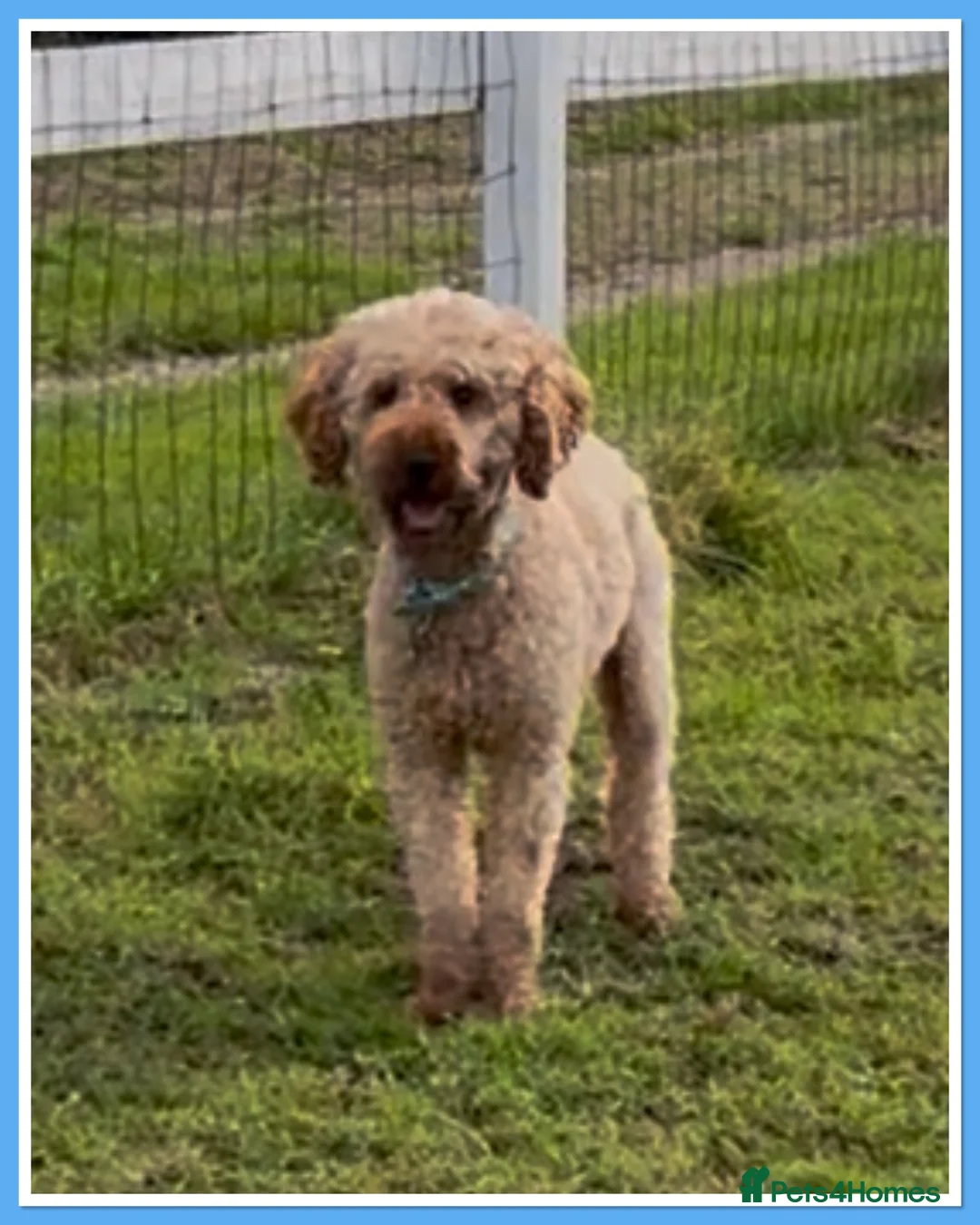 Miniature Poodle dogs for stud: 💙 PADDINGTON 💙STUNNING WELL PROVEN STUD 💙 - Advert 3